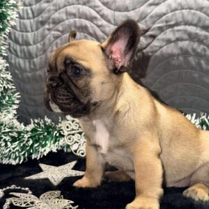 Omella French Bulldog Omella French Bulldog