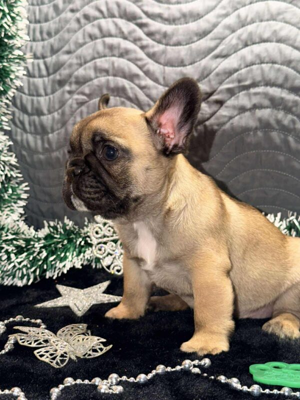 Omella French Bulldog Omella French Bulldog