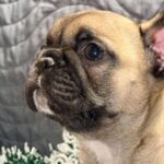 Omella-female-French-bulldog-puppy-for-sale-2