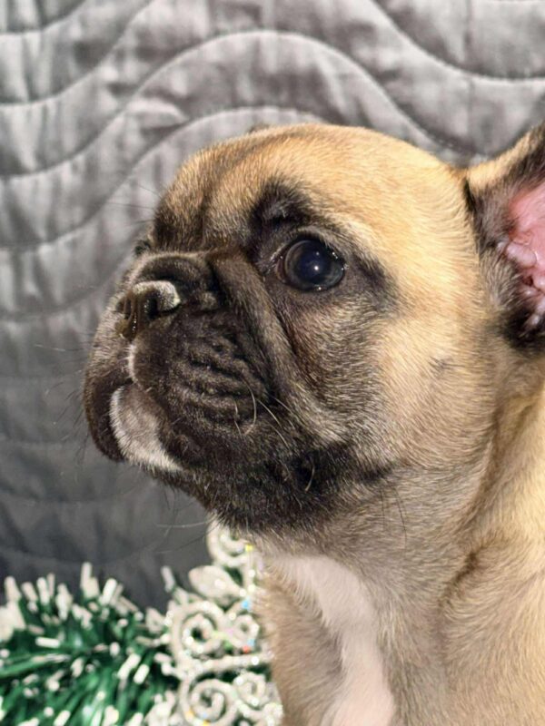 Omella French Bulldog Omella French Bulldog