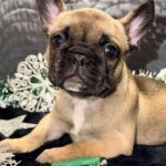 Omella-female-French-bulldog-puppy-for-sale-3