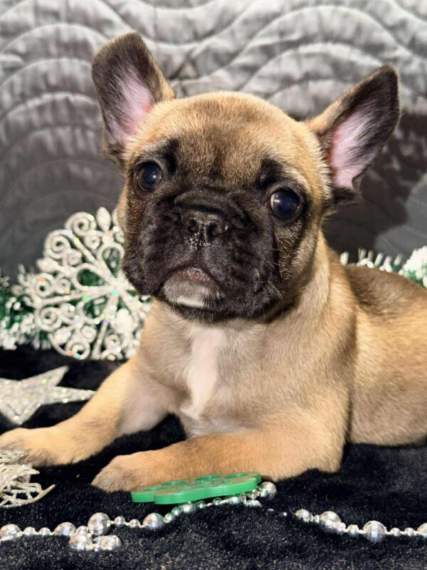 Omella French Bulldog Omella French Bulldog