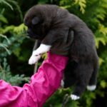 Onyxis-male-American-Akita-puppy-for-sale-1