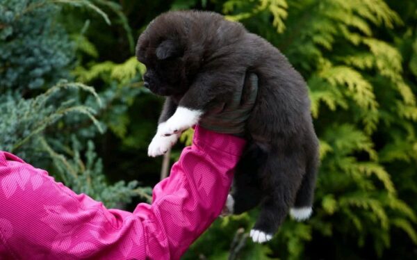 Onyxis American Akita Onyxis American Akita