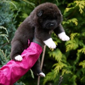 Onyxis American Akita Onyxis American Akita