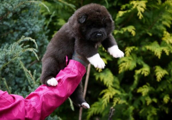 Onyxis American Akita Onyxis American Akita