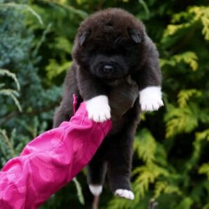 Onyxis American Akita Onyxis American Akita