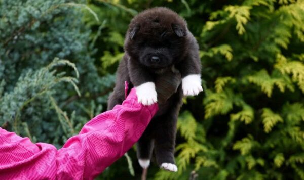 Onyxis American Akita Onyxis American Akita