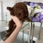 Nex Toy Poodle
