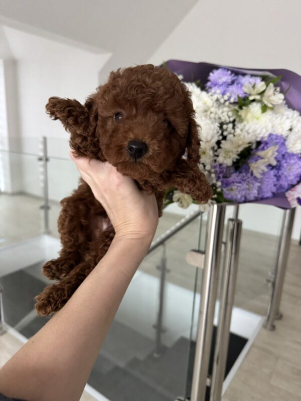 Orion Toy Poodle Orion Toy Poodle