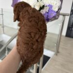 Orion-male-toy-poodle-puppy-for-sale-1 (2)