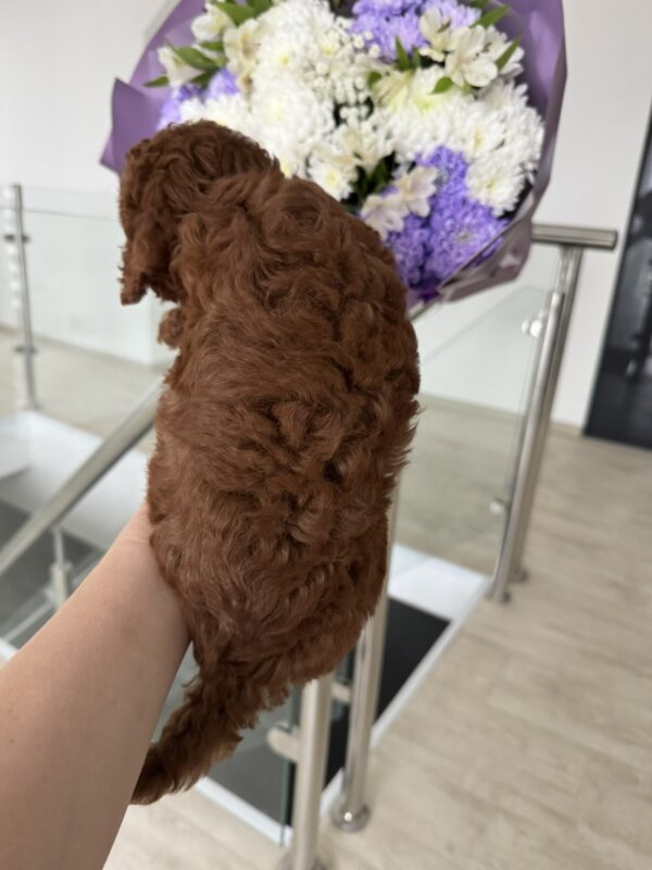 Orion Toy Poodle Orion Toy Poodle