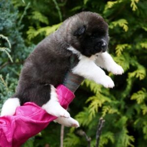 Orlando American Akita Orlando American Akita