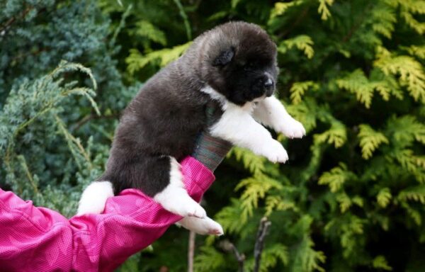 Orlando American Akita Orlando American Akita