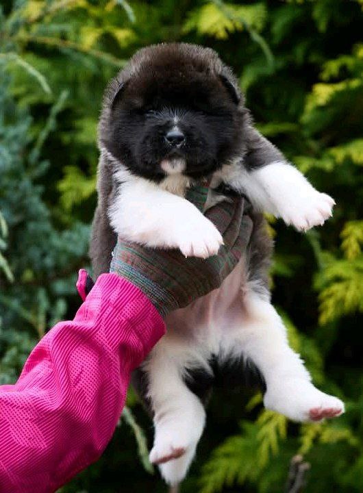 Orlando American Akita Orlando American Akita