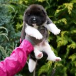 Orlando-male-American-Akita-puppy-for-sale-3