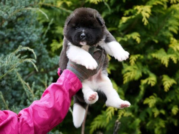 Orlando American Akita Orlando American Akita