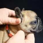 Orsa-female-French-bulldog-puppy-for-sale-1
