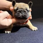 Orsa-female-French-bulldog-puppy-for-sale-2