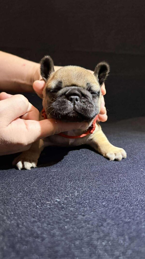 Orsa French Bulldog