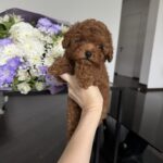 Chico Toy Poodle