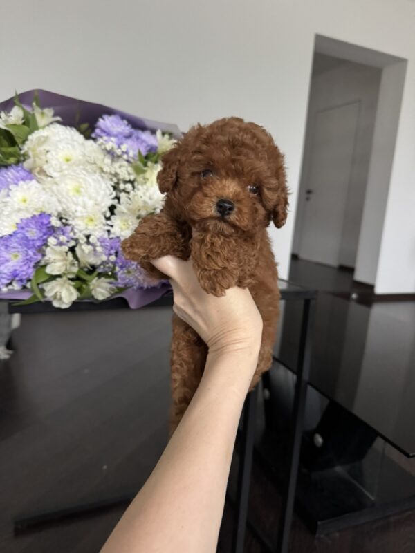 Ostin Toy Poodle