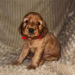 Ozara-female-English-Cocker-Spaniel-puppy-for-sale-1