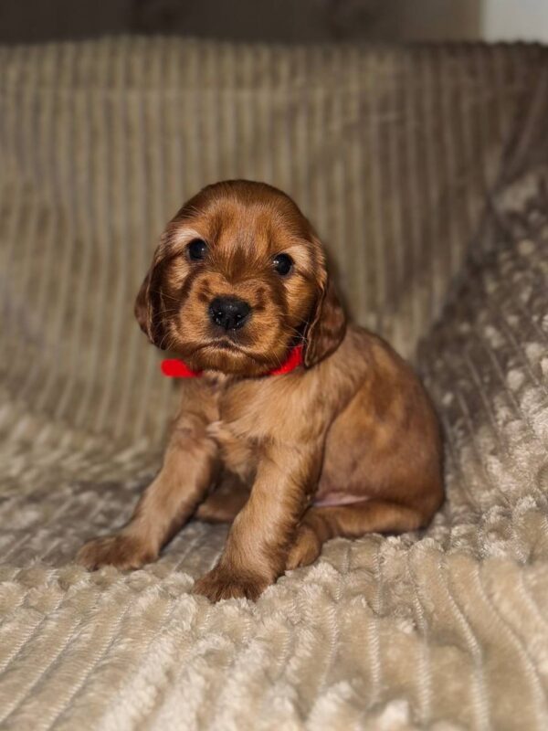 Ozara English Cocker Spaniel Ozara English Cocker Spaniel