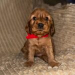 Ozara-female-English-Cocker-Spaniel-puppy-for-sale-2