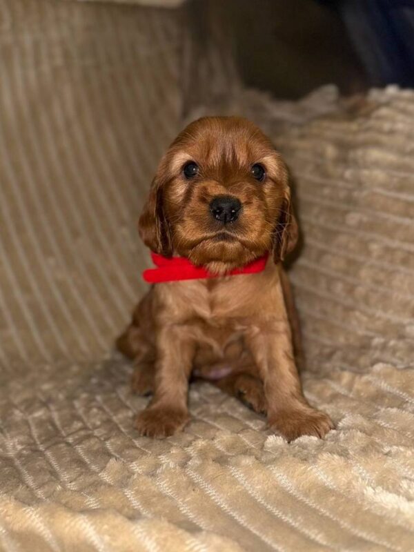 Ozara English Cocker Spaniel Ozara English Cocker Spaniel