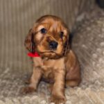Ozara-female-English-Cocker-Spaniel-puppy-for-sale-3
