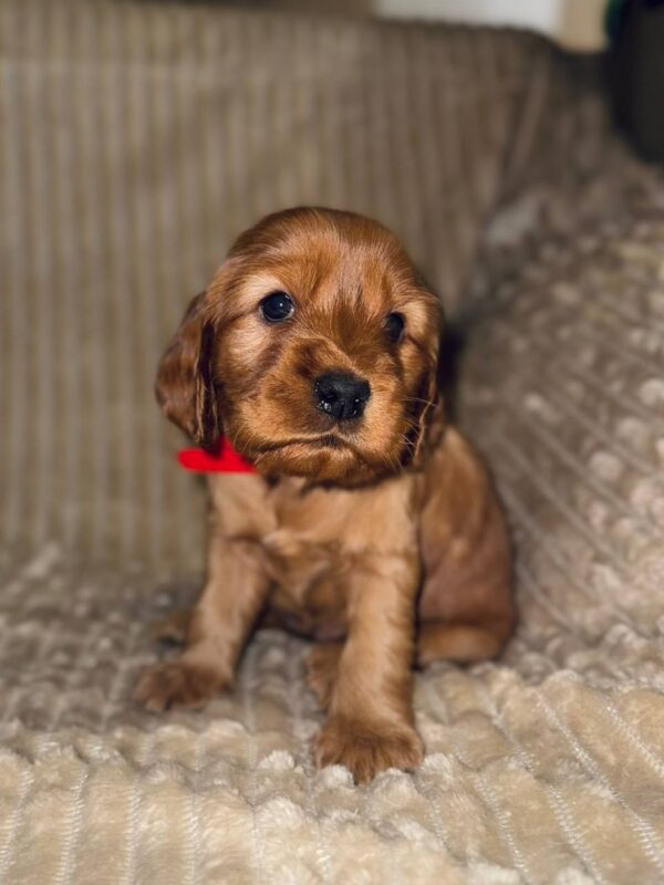 Ozara English Cocker Spaniel Ozara English Cocker Spaniel