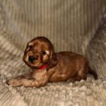 Ozara-female-English-Cocker-Spaniel-puppy-for-sale-4