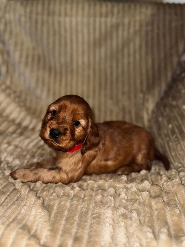 Ozara English Cocker Spaniel Ozara English Cocker Spaniel