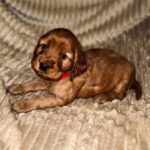 Ozara-female-English-Cocker-Spaniel-puppy-for-sale-5