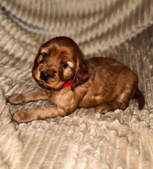 Ozara English Cocker Spaniel Ozara English Cocker Spaniel