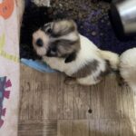 Pearl-female-coton-de-tulear-puppy-for-sale- (1)