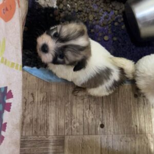 Chanel Coton De Tulear Chanel Coton De Tulear