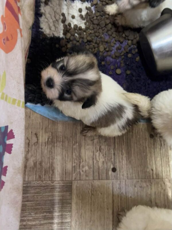 Chanel Coton De Tulear