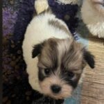 Trinity Coton De Tulear