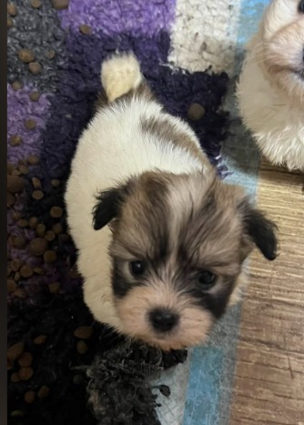 Chanel Coton De Tulear