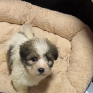 Penny Coton De Tulear