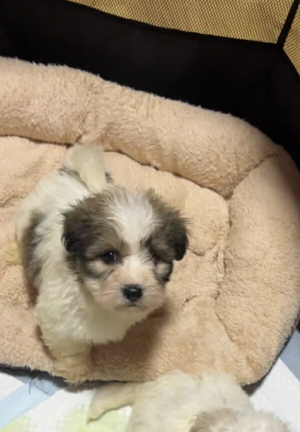 Penny Coton De Tulear Penny Coton De Tulear