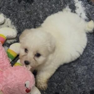 Trinity Coton De Tulear