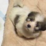 Penny-female-coton-de-tulear-puppy-for-sale- (2)