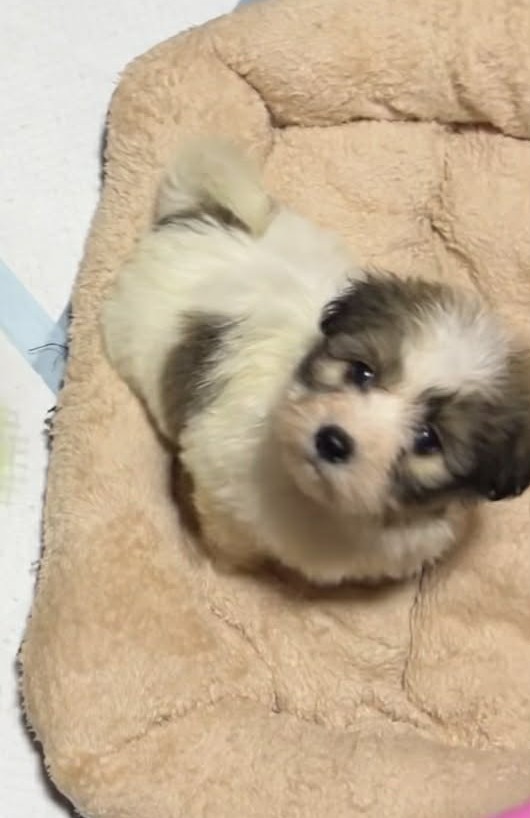 Penny Coton De Tulear Penny Coton De Tulear