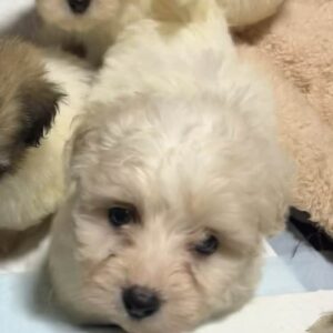 Trinity Coton De Tulear