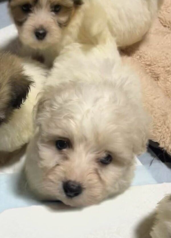 Trinity Coton De Tulear Trinity Coton De Tulear
