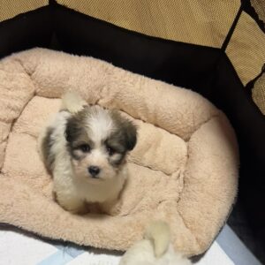 Penny Coton De Tulear