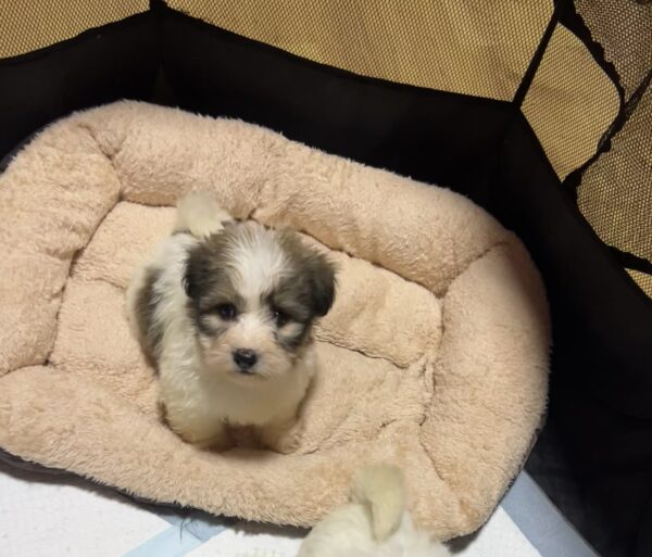 Penny Coton De Tulear Penny Coton De Tulear